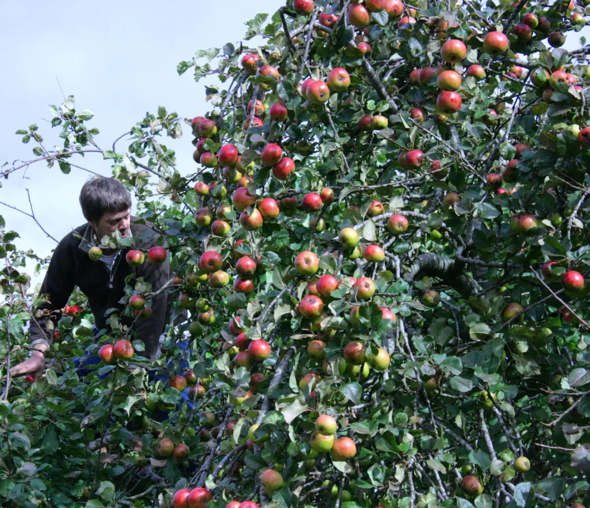 Welsh Mountain Seed Initiative