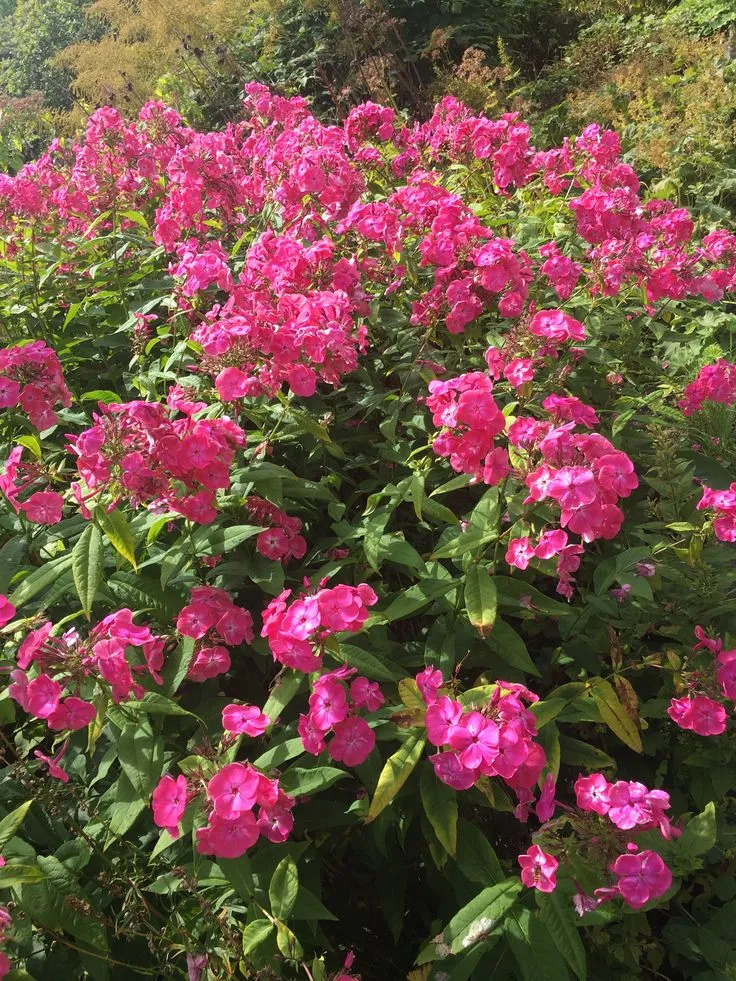 Lake District Botanical Archive