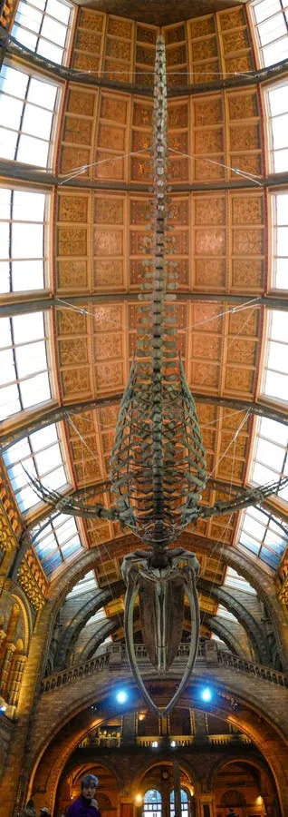 Natural History Museum